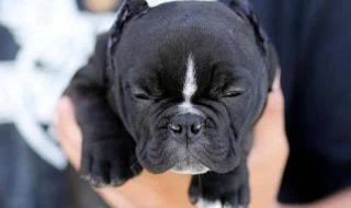 恶霸犬哪种体型最贵