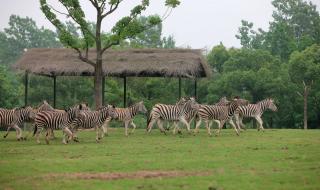 上海动物园好玩吗 上海动物园好玩吗